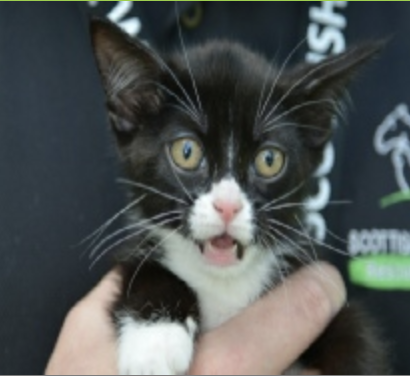 A black and white kitten being held