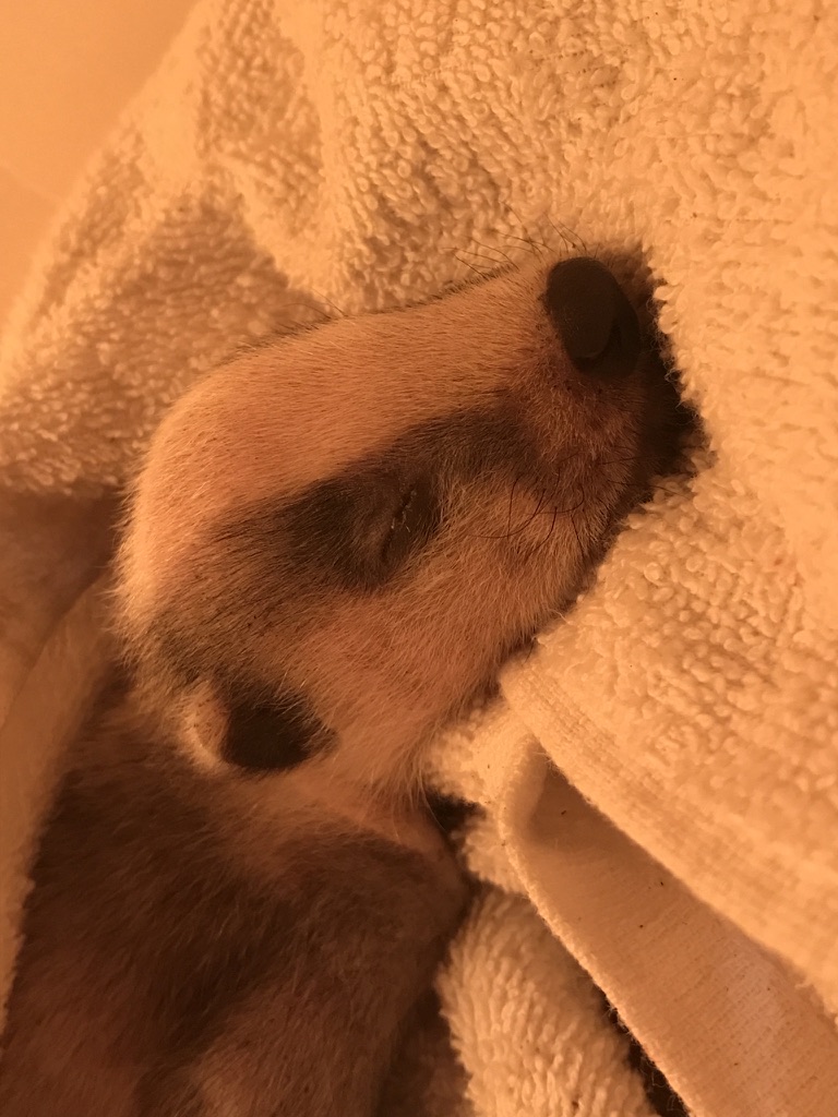 A young badger receiving care
