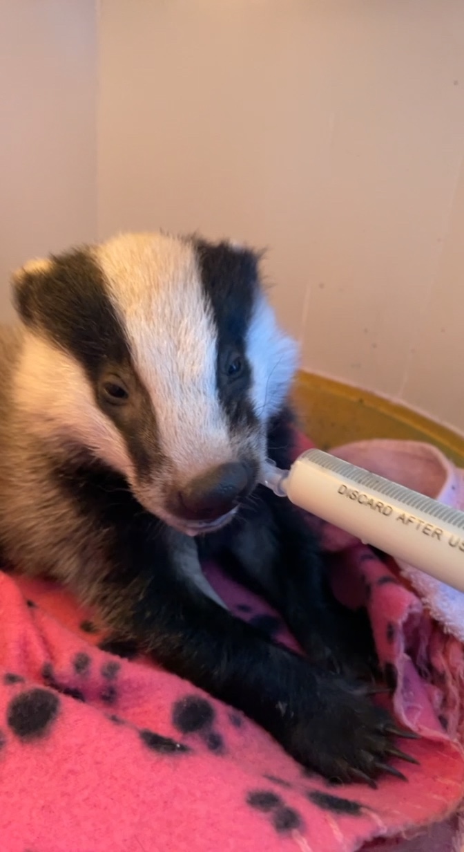 A young badger being fed during care