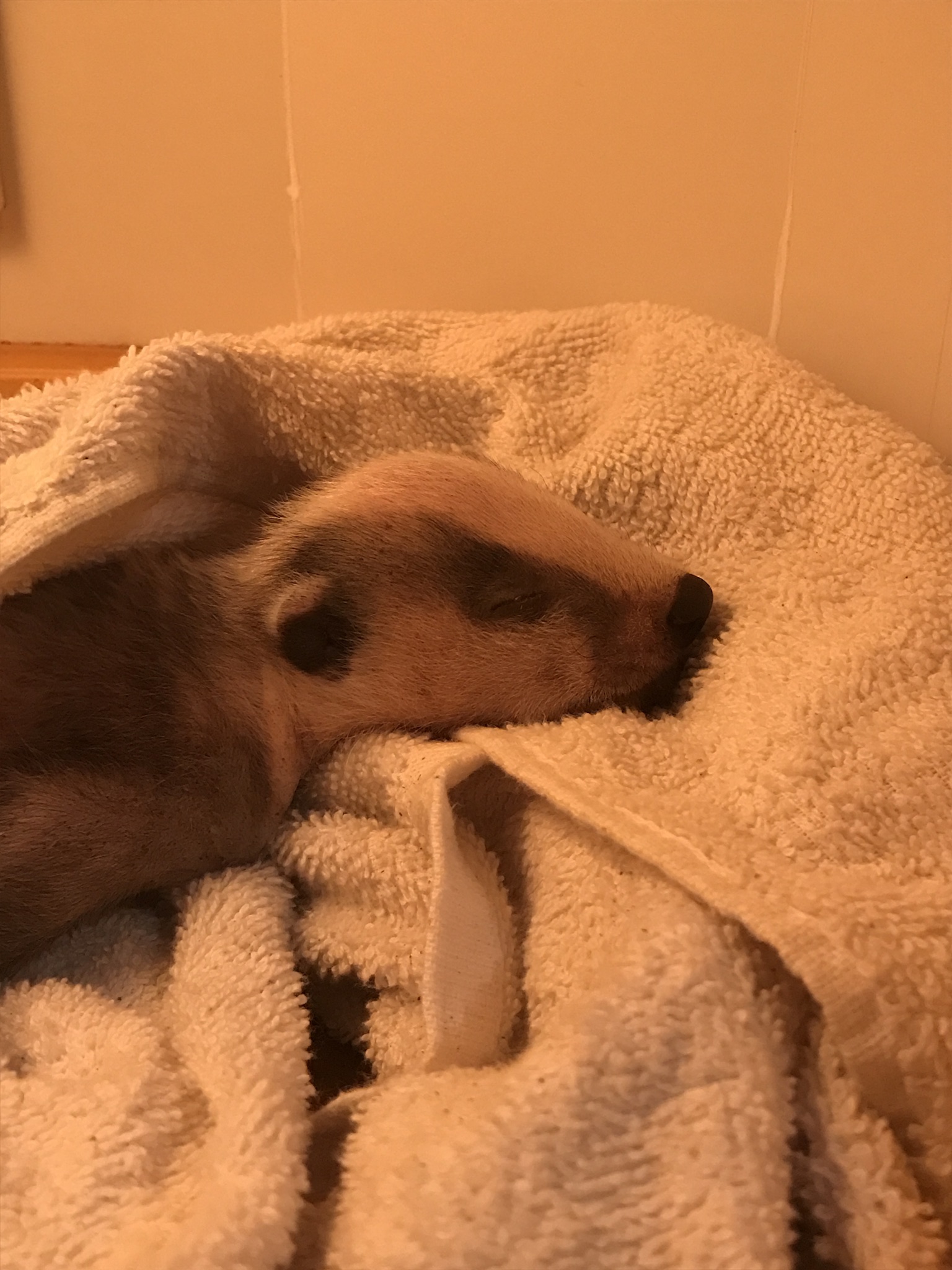 A young badger resting on towels during care