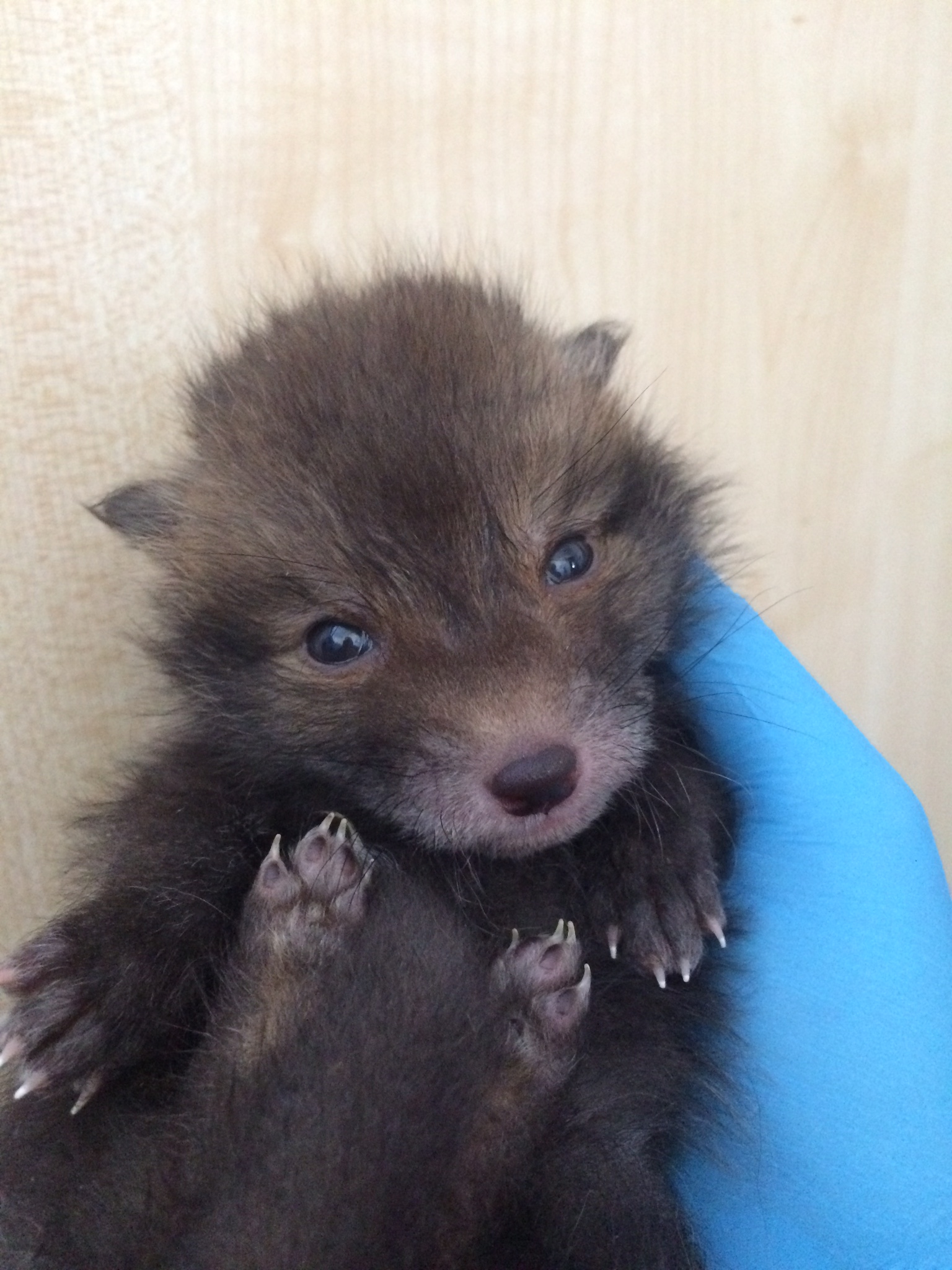 A young fox cub being safely handled