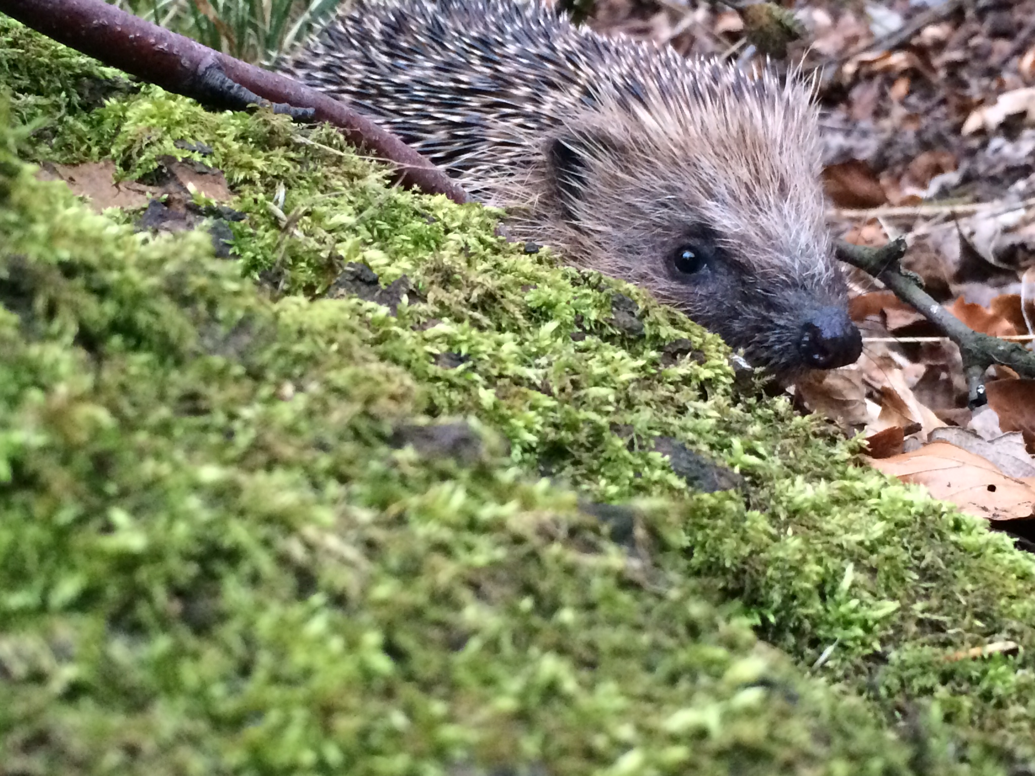 A hedgehog in woodland moss