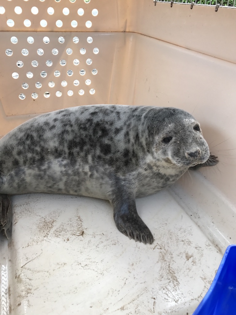 A young seal in a transport crate