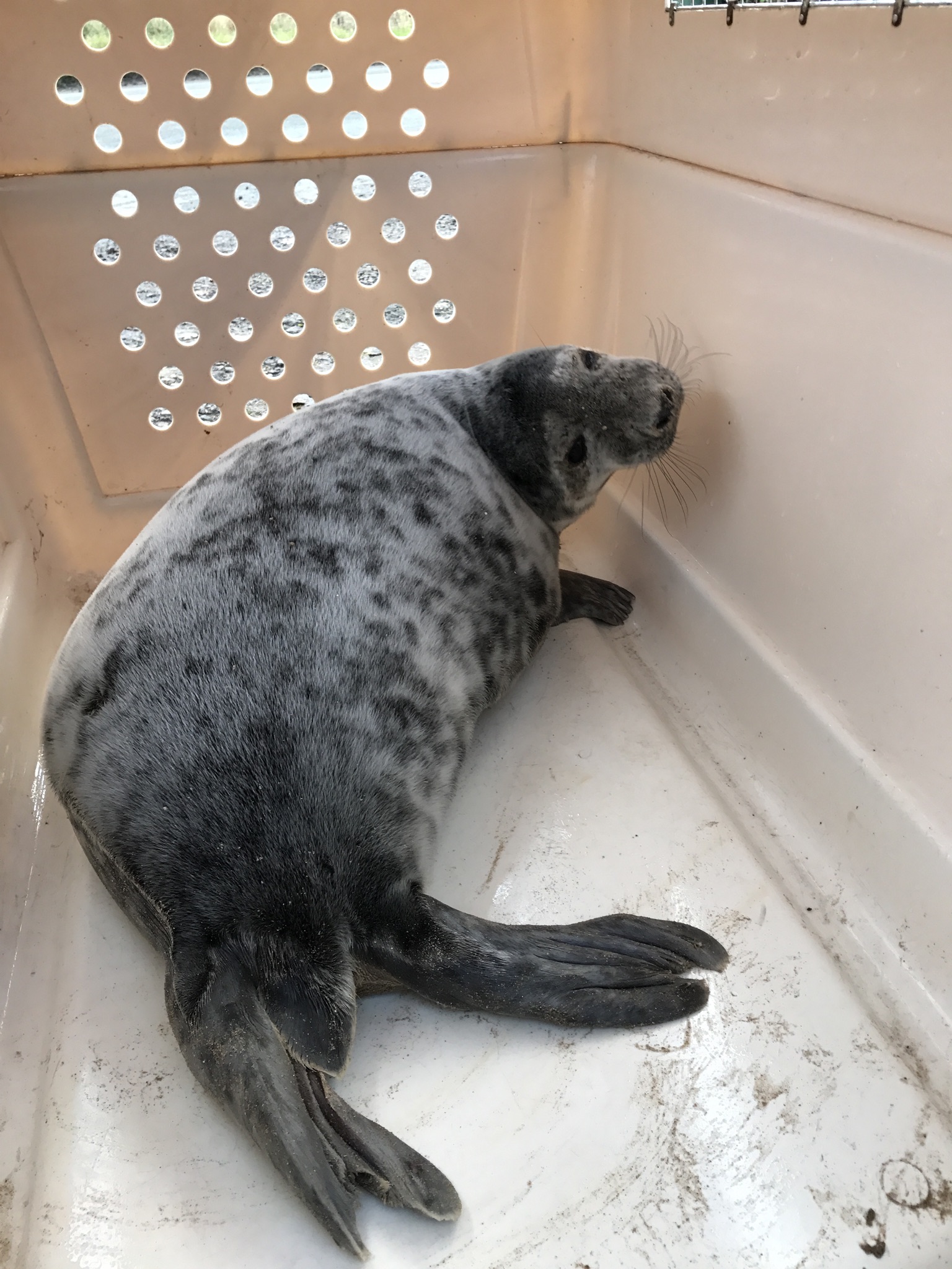 A young seal being safely transported