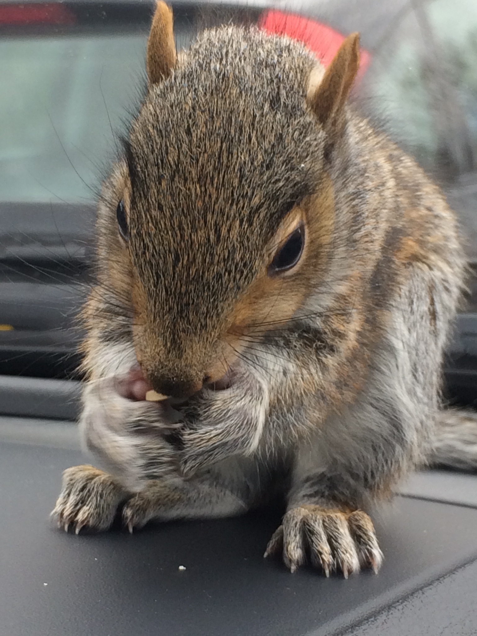 A squirrel being cared for