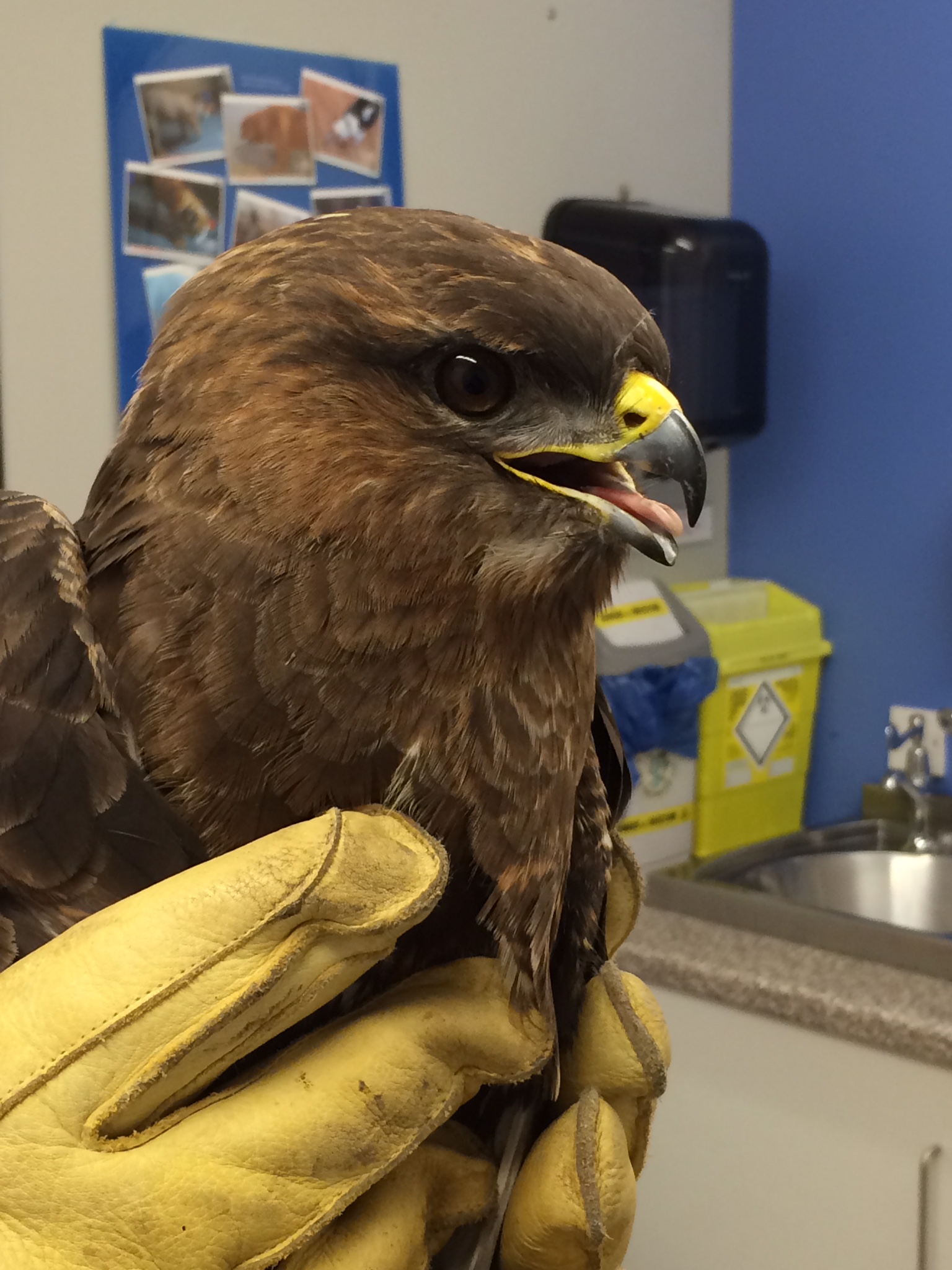 A bird of prey being safely held during care